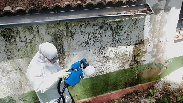 Top rated local Mold Cleanup specialists in Fountain, NC